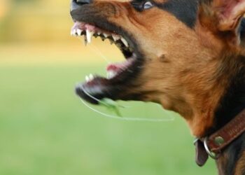 Pse qeni disa njerezve i leh kurse disave jo? Pergjigja e nje veterineri