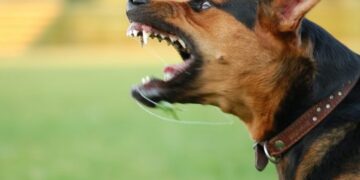 Pse qeni disa njerezve i leh kurse disave jo? Pergjigja e nje veterineri