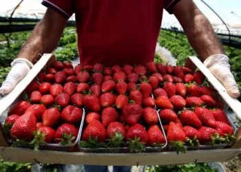 Luleshtrydhet me pesticide, eksperti ngre alarmin: Fëmijët më të rrezikuar, ja çfarë u zbulua..