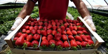 Luleshtrydhet me pesticide, eksperti ngre alarmin: Fëmijët më të rrezikuar, ja çfarë u zbulua..