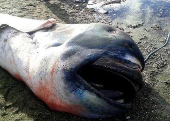 Del në breg te detit një krijesë misterioze, brenda iu gjet…