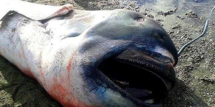 Del në breg te detit një krijesë misterioze, brenda iu gjet…