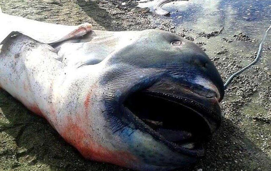 Del në breg te detit një krijesë misterioze, brenda iu gjet…