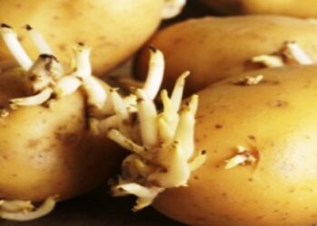 KUJDES: 4 anëtarë të një familje mbetën të vdekur sepse bën këtë gabim me pataten