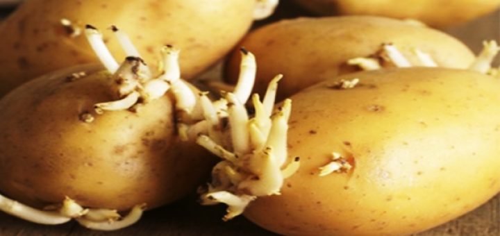 KUJDES: 4 anëtarë të një familje mbetën të vdekur sepse bën këtë gabim me pataten