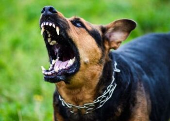 Qeni kafshon në kokë 2-vjeçaren, gjyshja përfundon në pranga për pakujdesi..