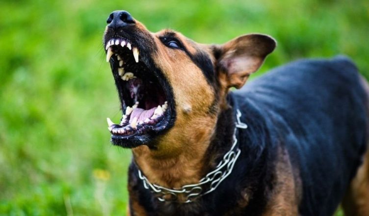 Qeni kafshon në kokë 2-vjeçaren, gjyshja përfundon në pranga për pakujdesi..