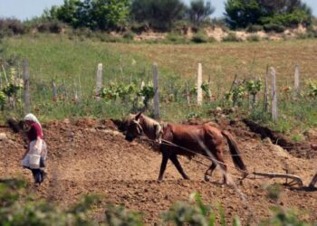 Historia mbresëlënëse e bujķut të zgjuar dhe mbretit që përloti botën. Do merrni mësim të mirë për jetën