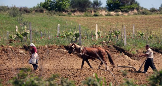 Historia mbresëlënëse e bujķut të zgjuar dhe mbretit që përloti botën. Do merrni mësim të mirë për jetën