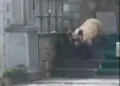 E pazakontë, ariu hyn në një teqe në Devoll,  shkatërron çfarë gjen përpara (Video)