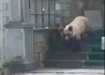 E pazakontë, ariu hyn në një teqe në Devoll,  shkatërron çfarë gjen përpara (Video)