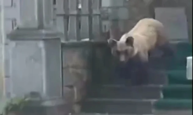 E pazakontë, ariu hyn në një teqe në Devoll,  shkatërron çfarë gjen përpara (Video)