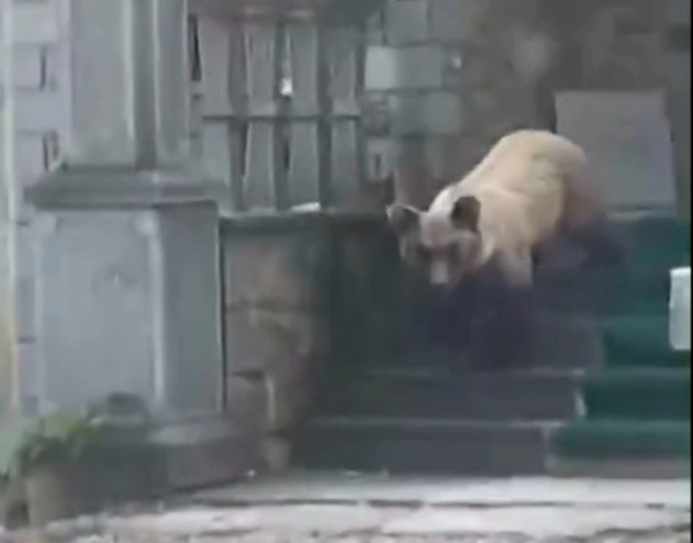 E pazakontë, ariu hyn në një teqe në Devoll,  shkatërron çfarë gjen përpara (Video)