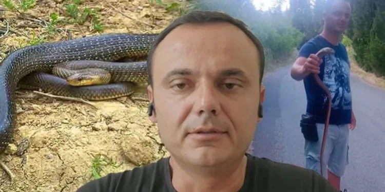 A janë të rrezikshëm gjarpërinjtë që po dalin rrugëve? Eksperti: Kujdes nga nepërka me bri..