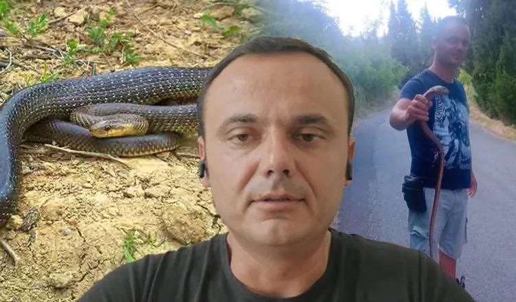 A janë të rrezikshëm gjarpërinjtë që po dalin rrugëve? Eksperti: Kujdes nga nepërka me bri..