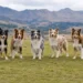 E pabesueshme/ E dini sa kushton një qen i rracës Border Collie?